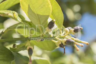 Lemons growing on the tree in spring