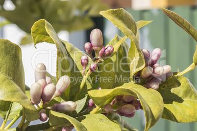 Lemon blossom in spring