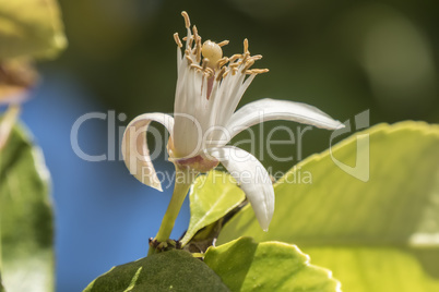 Lemon blossom in spring