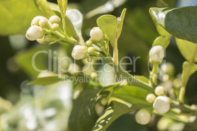 Lemon blossom in spring