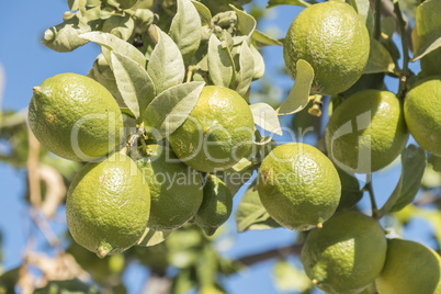 Unripe lemons on the tree