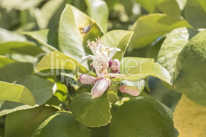 Lemon blossom in spring