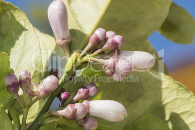 Lemon blossom in spring