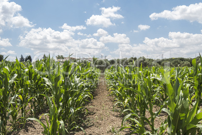 Corn crop growing