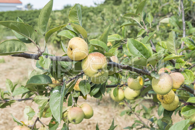 Small apples on the tree