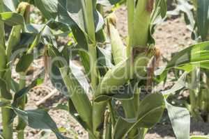 Corn field with unripe cobs in the stalk