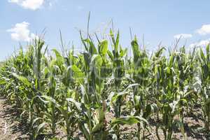 Corn field with unripe cobs in the stalk
