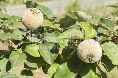 Unripe quince on the tree