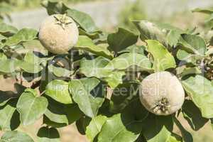 Unripe quince on the tree