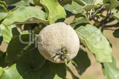 Unripe quince on the tree