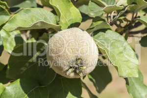 Unripe quince on the tree