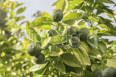 Unripe orange growing in the tree