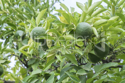 Unripe organge in the tree under the sun