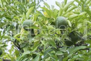 Unripe organge in the tree under the sun