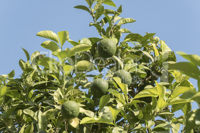 Unripe organge in the tree under the sun