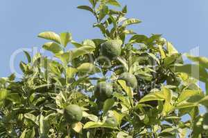 Unripe organge in the tree under the sun