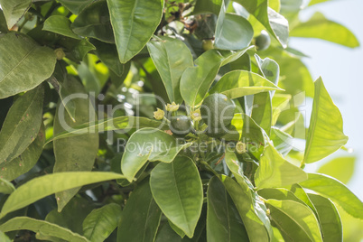 Unripe oranges growing on the tree