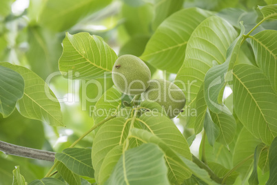 Unripe nuts on the tree