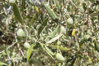 Olives in the tree