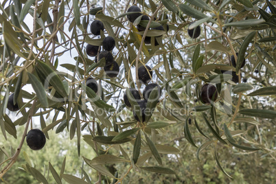 Ripe black olives on the tree