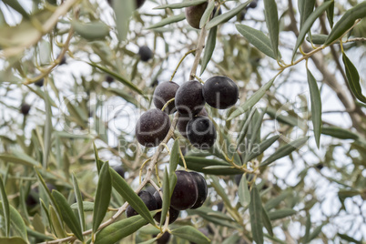 Ripe black olives on the tree