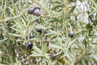 Ripe black olives on the tree