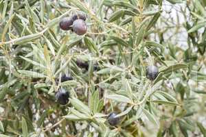 Ripe black olives on the tree