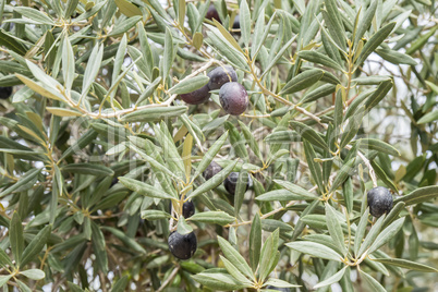 Ripe black olives on the tree