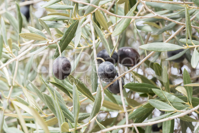 Ripe black olives on the tree