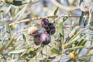 Black Olives ripening in the tree