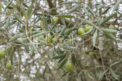Ripe olives on the tree