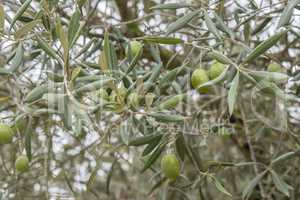 Ripe olives on the tree