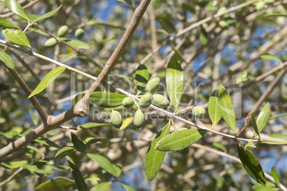 Olives in the olive tree