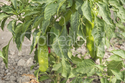 Green pepper growing