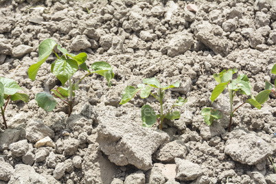 Cotton plant growing, closeup