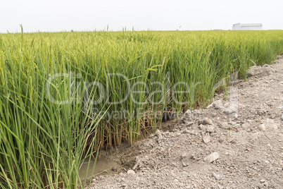 Unripe rice plantation