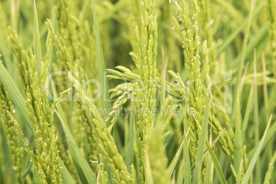 Unripe rice plantation