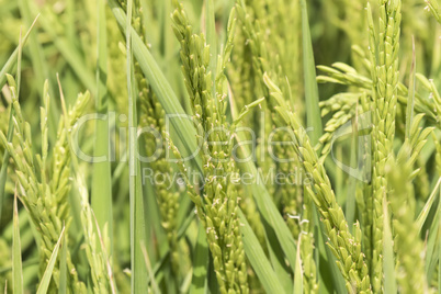 Unripe rice plantation