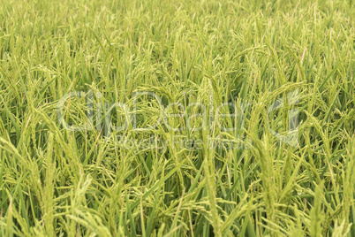 Unripe rice plantation