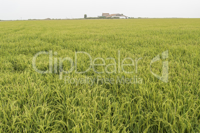 Unripe rice plantation