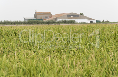 Unripe rice plantation