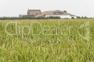Unripe rice plantation