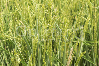 Unripe rice plantation