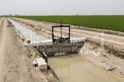 Irrigated rice plantation