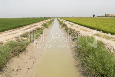 Irrigated rice plantation