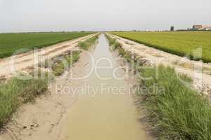Irrigated rice plantation