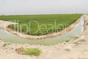 Irrigated rice plantation