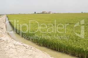 Unripe rice plantation