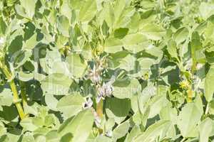 Plantation broad bean blooming