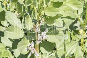 Plantation broad bean blooming